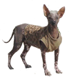 Perro Pila